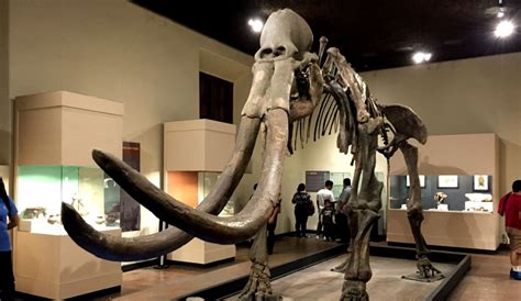 Verano en el museo de Paleontología | Guadalajara | W ...