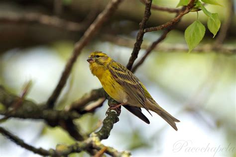 Verdecillo Imagen & Foto | animales, aves, fotos Fotos de ...