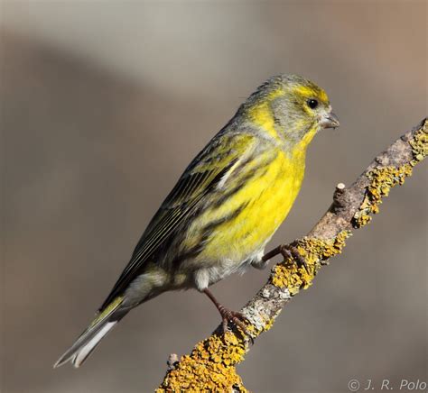 Verdecillo | Pajaros silvestres, Aves, Aves rapaces