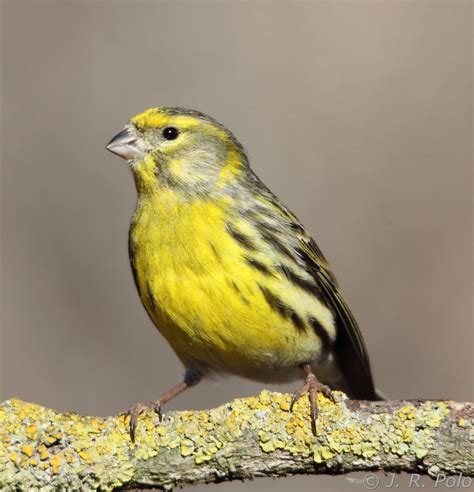 Verdecillo | Pajaros silvestres, Aves rapaces, Aves