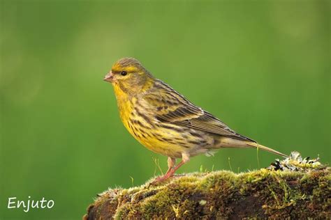 Verdecillo  Serinus serinus  European Serin   Rutinas Varias