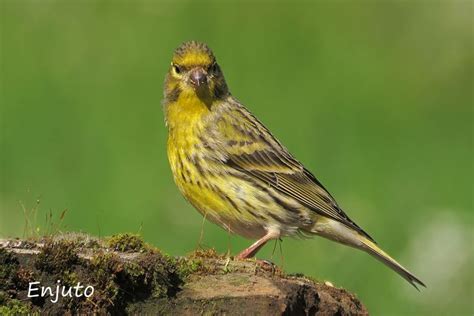 Verdecillo  Serinus serinus  European Serin   Rutinas Varias