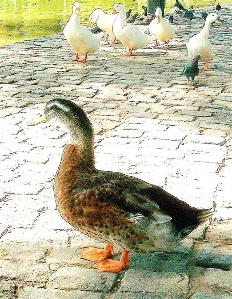 Verdeysol: De toda clase de patos