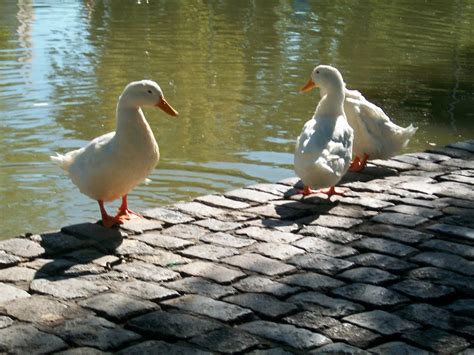 Verdeysol: ¿Por qué los patos del Parque no son patos?