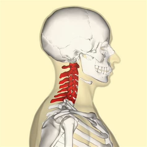 Vértebras cervicales   Wikipedia, la enciclopedia libre