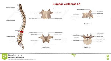 Vértebras lombares L1 ilustração stock. Ilustração de ...