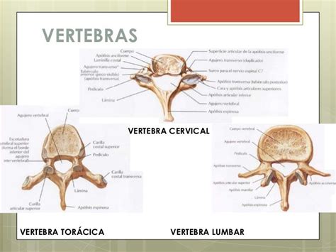 vertebras lumbares 3d | Cervical, Vertebrae