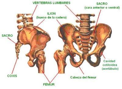 Vértebras lumbares, sacro y coxis | Anatomia del hueso ...