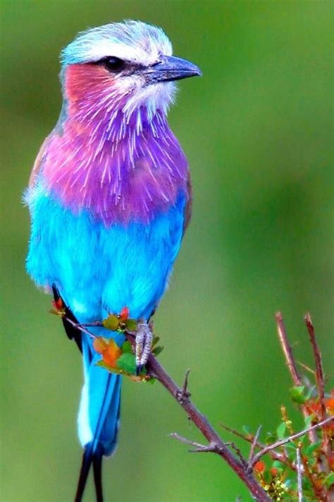 Very colorful bird | Beautiful bird wallpaper, Colorful ...