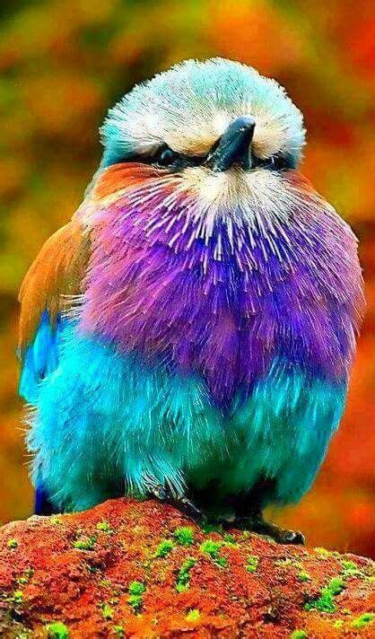 Very colorful | Pretty birds, Beautiful birds, Lilac ...