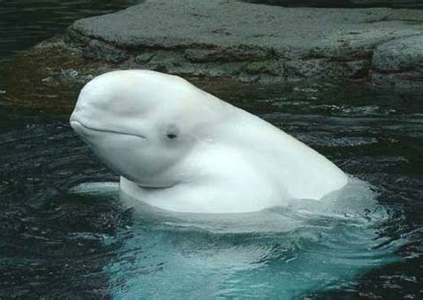 Very cute and amazing white Beluga whale photos ~ Weird ...