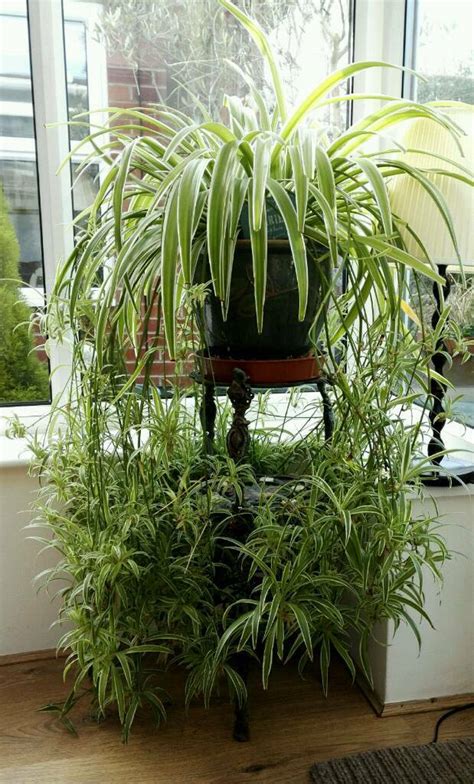 Very large, established, healthy Spider Plant | in ...