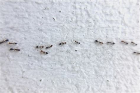 Very Small Ants In Bedroom | Tiny ants, Ants in house ...
