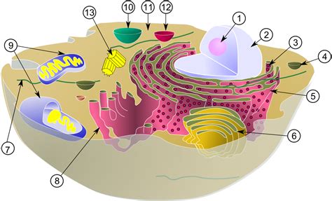 Vesícula  biología celular    Wikipedia, la enciclopedia libre