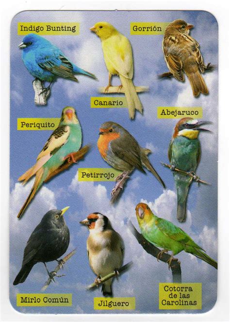 Veterinaria de Animales exoticos. Aves, loros, periquitos ...