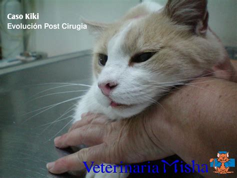 Veterinaria Misha: Carcinoma de Células Escamosas en felinos