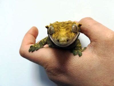 Veterinario de Gecko Crestado en Madrid 24h | Animales Exóticos 24h