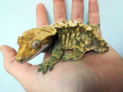 Veterinario de Gecko Crestado en Madrid 24h | Animales Exóticos 24h