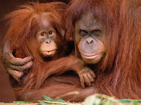 Viaje a Indonesia 3 | CREATION | Orangutan monkey ...