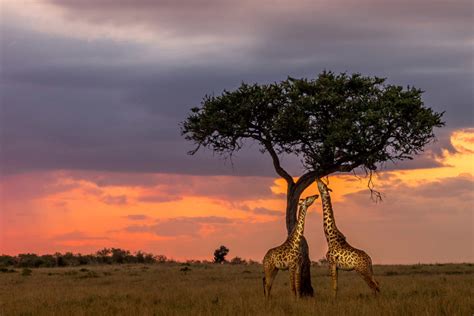 Viaje a Kenia. Safari Kongoni con extensiones opcionales