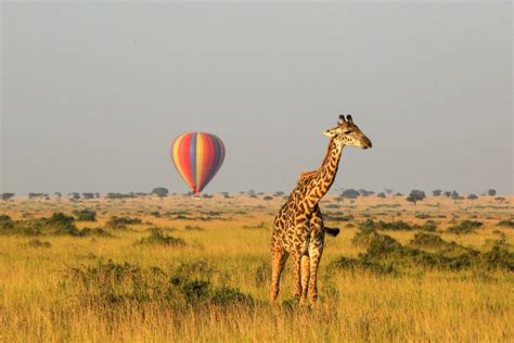 Viaje a Kenya y Tanzania. Grupo privado a partir de 2 ...