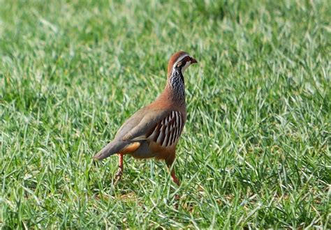 Viajes de pajareo, Spain birding trips: BIRDING TOLEDO, CASTILLA LA MANCHA