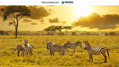 Viajes en el mundo: Safaris en Kenia: rutas entre animales ...