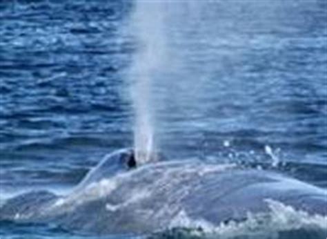 Vida animal: ballena azul