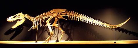 Vida en la Tierra   Esqueleto de un Tyrannosaurus