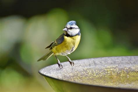 Vida silvestre. Cuándo y cómo alimentar a los pájaros del jardín