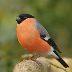 Vida silvestre: un pájaro con un pecho rojo