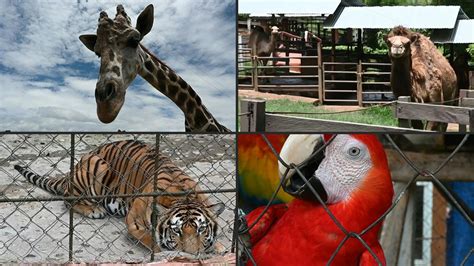 VIDEO | Animales de zoológico hondureño sobreviven con donaciones ...