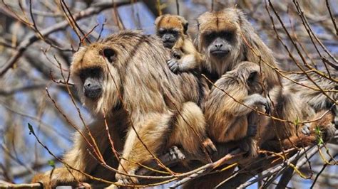 Video: asombro por un grupo de monos sueltos en La Plata ...