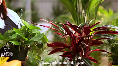 VIDEO CONSEJO 9   Plantas de interior. Consejos y cuidados ...