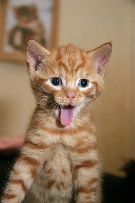 Video: Cute Jumping Kitten   Love Meow