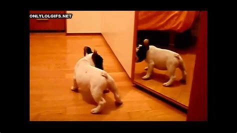 Video de perros y gatos graciosos   Funny dogs and cats # ...
