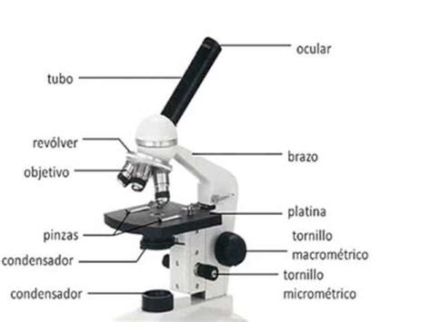 Video del manejo y cuidados del microscopio óptico   YouTube