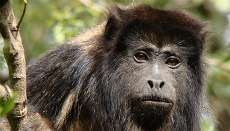 Video: el mono carayá que lleva meses suelto en La Plata y ...
