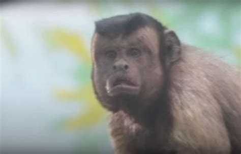 Video: El mono con cara de humano que impresiona a los ...
