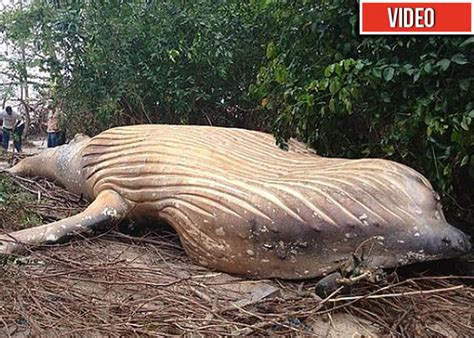 [VÍDEO] En plena selva del Amazonas apareció una ballena ...
