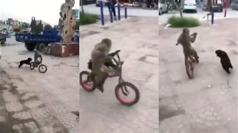 Video: Este increíble mono huye de un perro en bici, pero ...