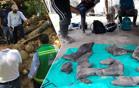 VIDEO: Fósiles de mastodonte son encontrados en zona rural de Colombia ...