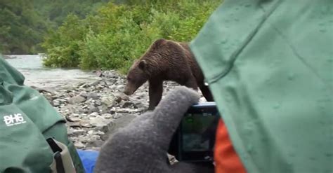 VIDEO: Grizzly bear starts calm, then suddenly charges
