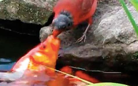 [VÍDEO] ¡Insólito! El ave que alimenta a peces como si fueran sus crías ...