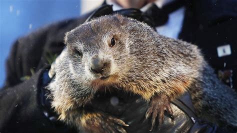 Vídeo: La marmota Phil predice que la primavera llegará pronto