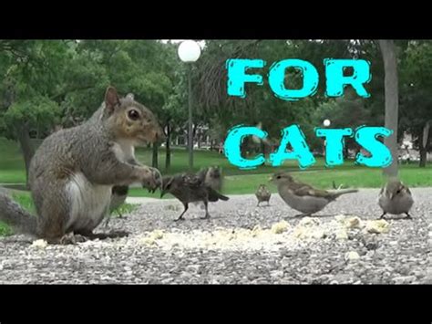 Vídeo para Gatos   pájaros, ardillas, conejos, ardillas ...