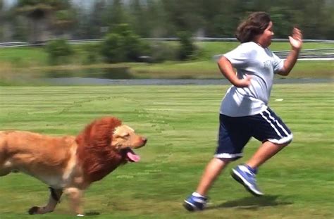 VÍDEO: Perro disfrazado de león asusta a la gente