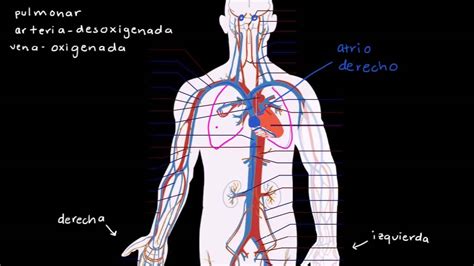 Video Sobre El Sistema Circulatorio Para Niños   Caracteres Niños