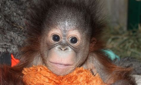 VÍDEO: Tierno bebé orangután cautiva en zoo de Utah