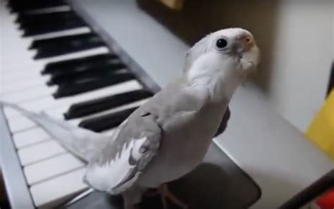 Vídeo viral whatsapp | Pájaro cantando al ritmo del piano